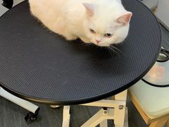 -babydoll猫舍·米努特·德文·缅因(久光中心店)
