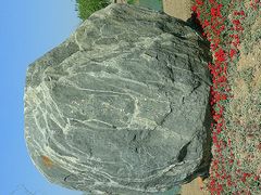 android_upload_pic-官港森林公园