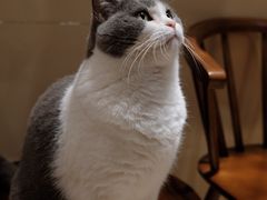 -有猫咖啡umeow coffee