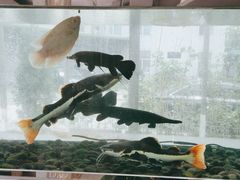 -衡山汇·高级粤菜(霄云路店)