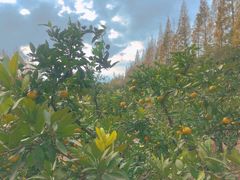 -前小桔亲子创意农场·草莓采摘·露营烧烤