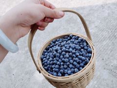 -金谷域澳洲庄园