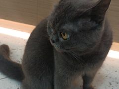 -喵园·猫主题咖啡厅·撸猫·猫咖(国贸店)