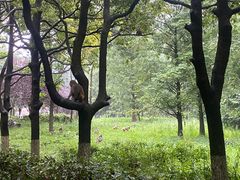 -黔灵山公园