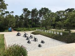 -广东惠东海龟国家级自然保护区