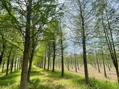 -泗洪洪泽湖湿地景区