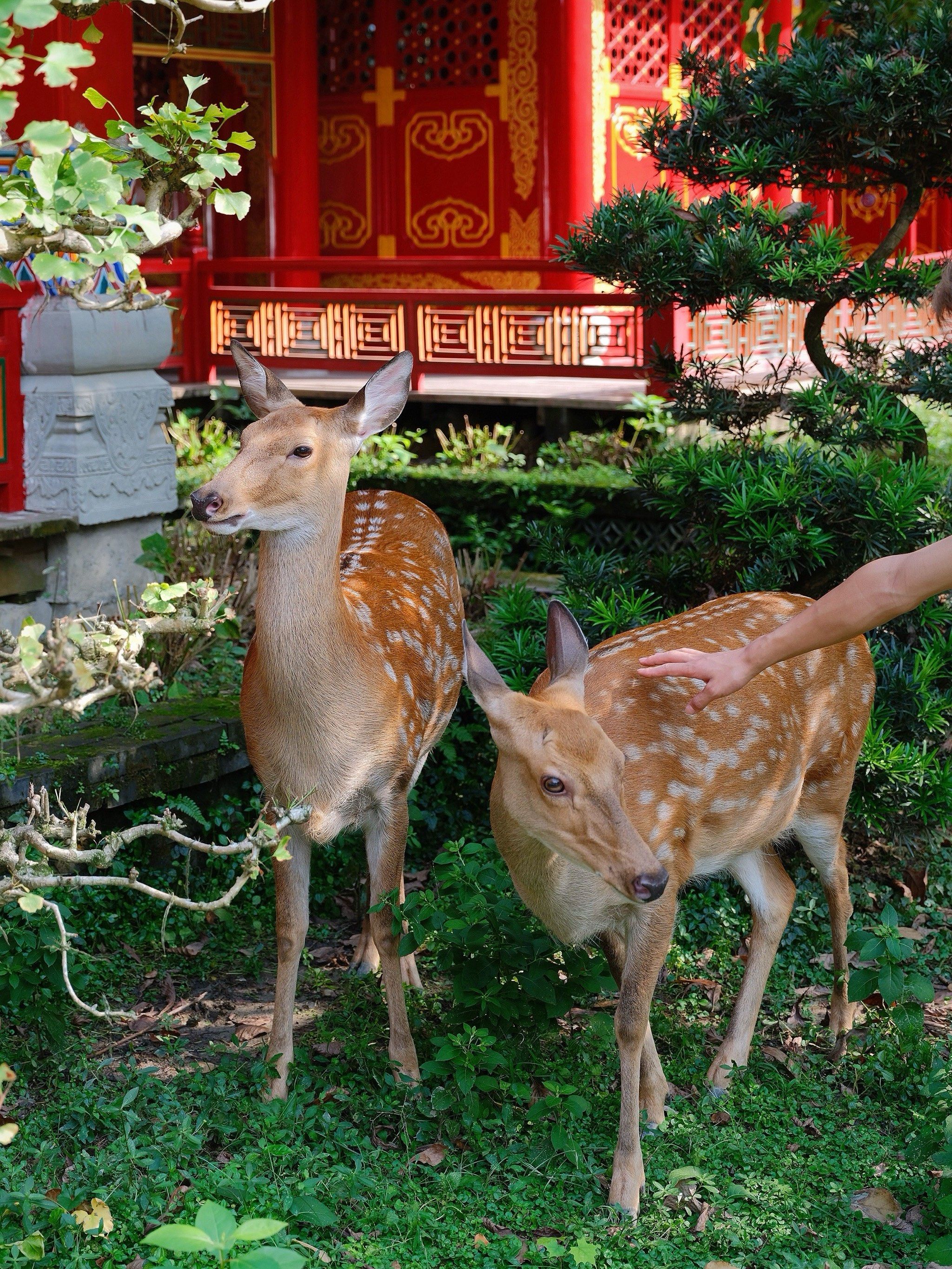 在成都,被小鹿乱撞的一天‼️