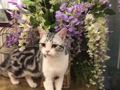 -共舞时光猫咖·狗咖(新街口店)