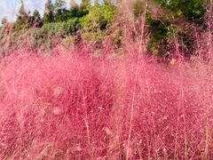 -昆山城市生态森林公园