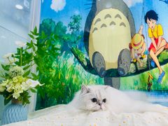 -爱洗澡的猫(望京店)