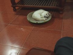 -思琪宠物医院(昆山花桥店)