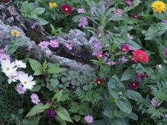 -深圳仙湖植物园