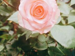 -北京大学燕东园