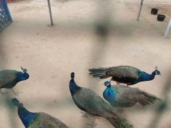 -萌宠亲子动物乐园(槐房万达店)