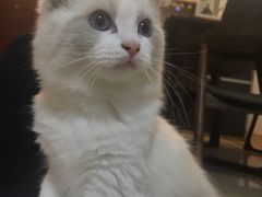 -momokira米努特·德文卷毛猫·棉花面纱犬