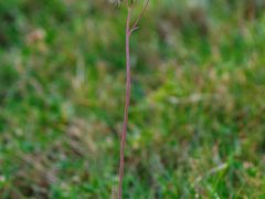 -广州国际生物岛