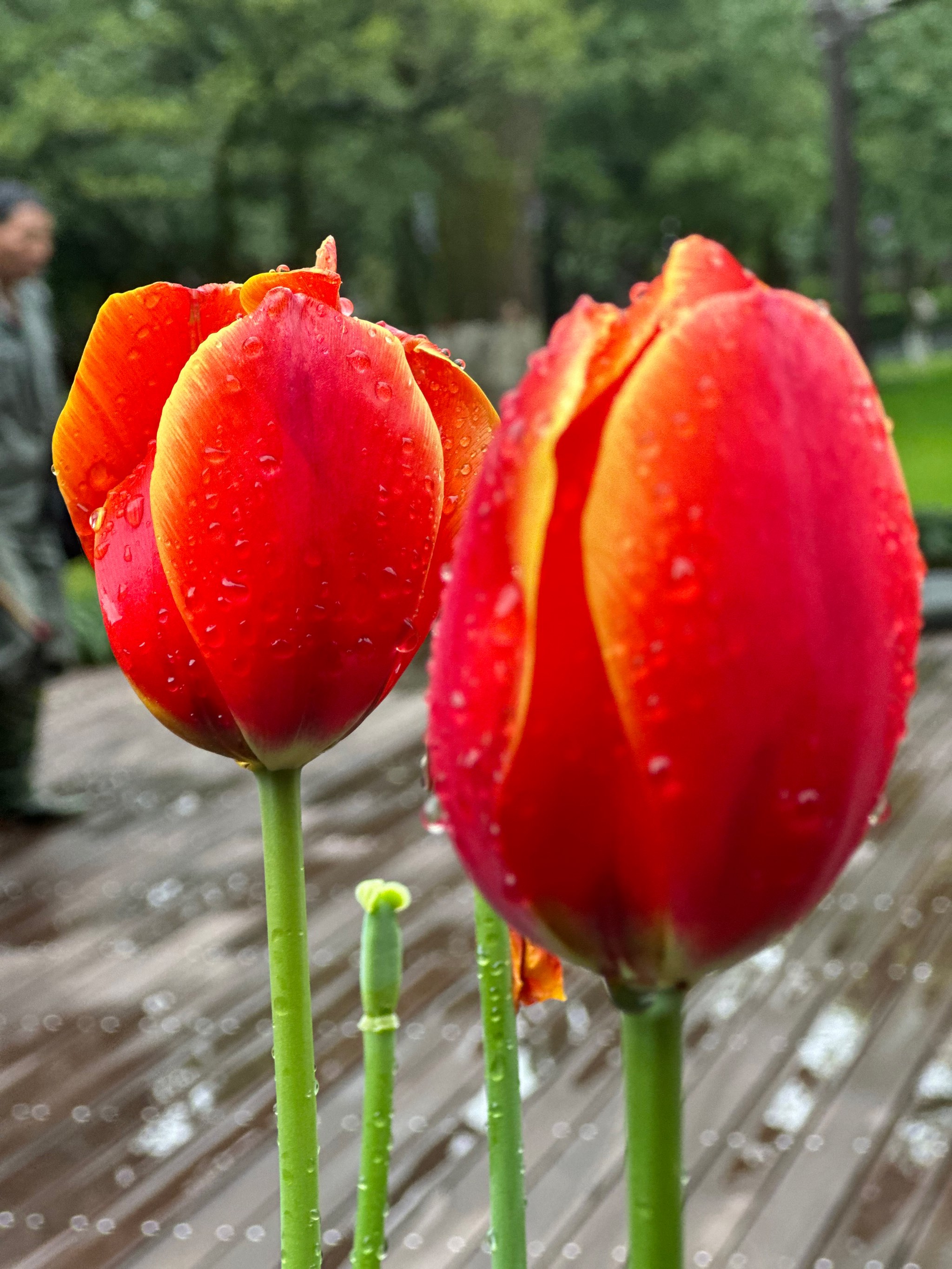 清晨的雨露花草图片图片