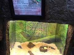 -上海大自然野生昆虫馆(东方明珠·爬宠昆虫探索中心)