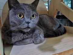 -豆逗聊愈猫阁Easy Life