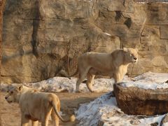 -北京野生动物园