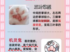 -翊宠yipet猫狗购宠庄园犬舍•猫舍