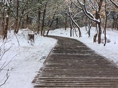 -香山公园