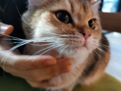 -猫咪咖啡·猫咖(万达广场店)