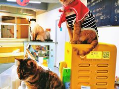 -Heymao猫咖.咖啡厅(东门店)