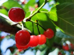 -樱桃山旅游景区