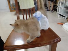 -瑞鹏宠物医院·夜间急症·心超·猫科(祖庙分店)