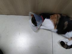 -宠福鑫康馨动物医院·骨科·眼科