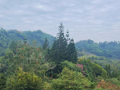 -深圳仙湖植物园