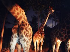 -清迈夜间动物园