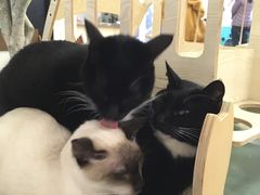-萌喵咖啡屋(人民东路4号口M16商铺店)
