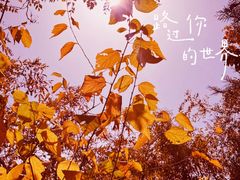 -香山公园