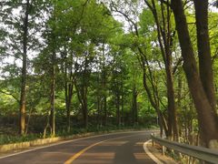 -铁山坪森林公园