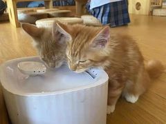 -猫にゃん · 猫的隐藏屋猫咖(麦地旗舰店)