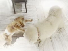 -百好乐宠物友好餐厅(朝外大街店)