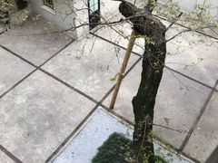 -Nathalie Djurberg与Hans Berg“牛皮纸包裹的月亮”-Prada荣宅当季展览