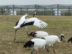 -盐城丹顶鹤湿地生态旅游区
