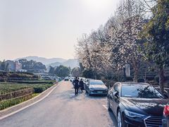 -龙坞茶村