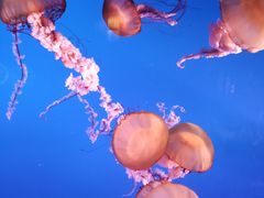 -太平洋海底世界