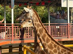 -西霞口神雕山野生动物世界