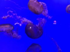 -青岛海底世界-水族馆