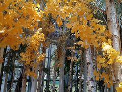 -大塘金香草谷