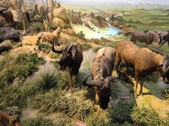 -陕西自然博物馆