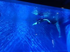 -芜湖新华联大白鲸海洋公园