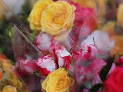 -越秀西湖花市(广州城市广场花卉店)