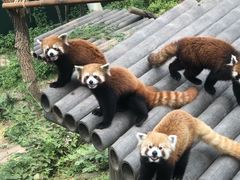 -大连森林动物园