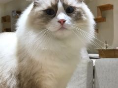 -藏猫猫咖啡主题馆(中央大道店)